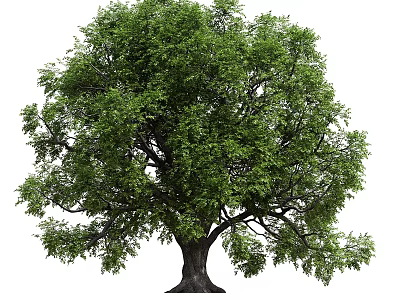 Lush Green Arbor With Strong Trunk And Dense Foliage In Natural Setting 3d model