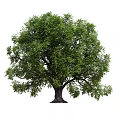 Lush Green Arbor With Strong Trunk And Dense Foliage In Natural Setting