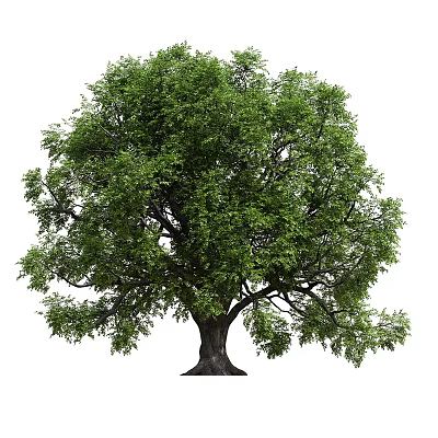 Lush Green Arbor With Strong Trunk And Dense Foliage In Natural Setting 3d model
