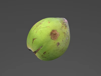 Whole Fresh Green Coconut with Natural Brown Spots on Smooth Surface 3d model