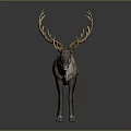 Brown And White Reindeer With Large Golden Antlers Standing On Dark Background