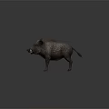 Wild Boar With Furry Coat And Visible Tusks In Standing Pose On Neutral Background