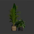 Indoor Plant Arrangement With Large Leaf And Palm Plants In Woven And Concrete Planters