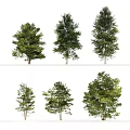 Different Types Of Tall Healthy Trees With Lush Green Foliage And Branches
