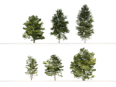 Different Types Of Tall Healthy Trees With Lush Green Foliage And Branches 3d model