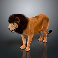 Lion 3D Model in Standing Pose with Brown Fur Black Mane Gray Background Reflective Ground