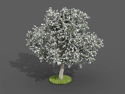 Lush Tree with Abundant White Flowers Standing on Green Grass Patch 3d model