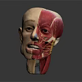 High Quality Medical Device Human Head Anatomical Model for Medical Education with Detailed Muscle Structure
