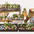 Bonsai and Potted Plants with Cacti Succulents in Stone Wooden Clay Containers and Decorative Arrangements
