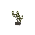 Bonsai Plant With Curved Trunk Exposed Roots And Round Lush Foliage In Dark Ceramic Pot