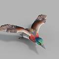 Flying Duck with Green Head Red Neck and Brown Wings in Flight