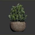 Green Potted Plant with Lush Foliage in Brown Stone Pot on Dark Background