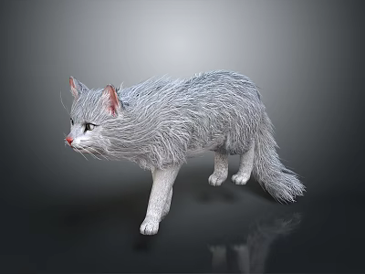 Gray Long Haired Cat With White Paws And Pink Nose Standing On Black Reflective Background 3d model