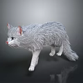 Gray Long Haired Cat With White Paws And Pink Nose Standing On Black Reflective Background