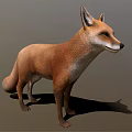 Red Fox Standing Front View With Reddish Brown Fur On Neutral Background Casting Shadow 3d model