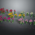 Colorful Flower Plants With Red Yellow White Pink Purple Blooms And Green Leaves Neatly Arranged