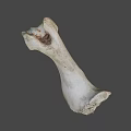 Weathered Animal Bone With Greenish Patina And Natural Surface Texture