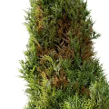 Evergreen Arborvitae Trees with Varying Heights and Dense Foliage for Landscape Design