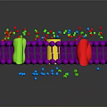 Organ And Hair Follicle Structure With Colorful Cellular Components And Biological Molecules