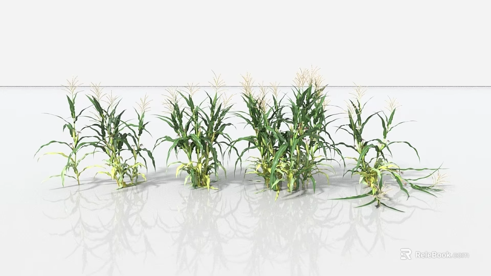 Healthy Corn Plants With Green Leaves And Agricultural Growth Features 3d model 