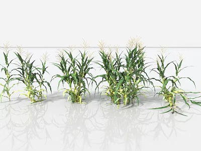 Healthy Corn Plants With Green Leaves And Agricultural Growth Features 3d model