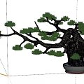 Artistic Bonsai Pine Tree with Curved Trunk and Exposed Roots in Decorative Pot