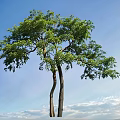 Lush Green Arbor With Two Trunks Against Clear Blue Sky Background