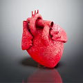 Human Heart Anatomical Model Medical Device for Medical Education and Training
