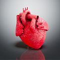 The modern human heart. 3d model