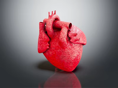 Human Heart Anatomical Model Medical Device for Medical Education and Training 3d model