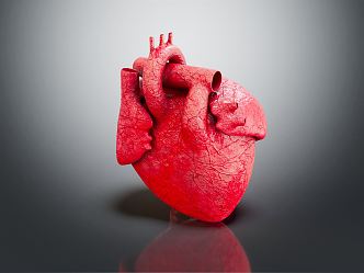 The modern human heart. 3d model