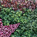 Decorative Living Plant Wall With Purple Star Shaped Design And Colorful Foliage