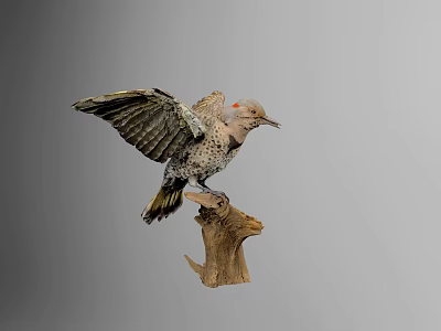 Spotted Woodpecker With Spread Wings Perched On A Natural Wooden Stump 3d model