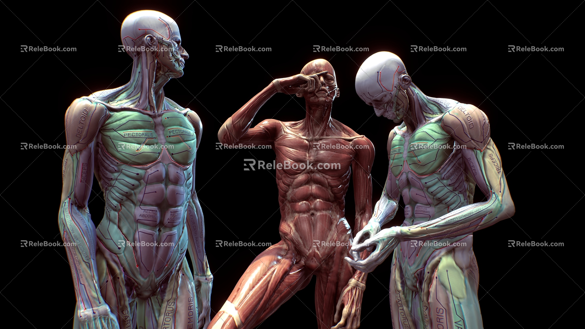 Anatomical Posture Man Anatomical Man Human Structure Bone Bone 3d model