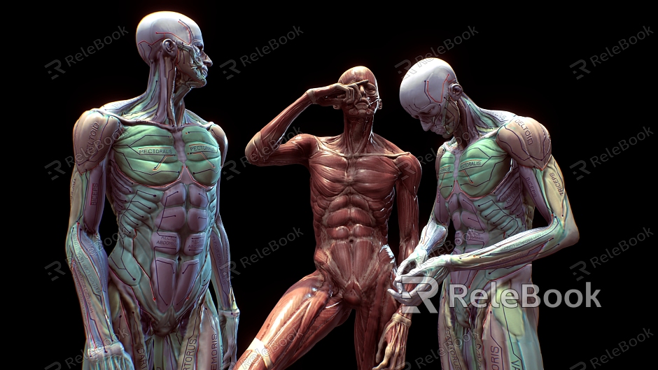 Anatomical Posture Man Anatomical Man Human Structure Bone Bone model