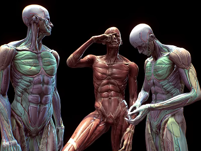 Male Anatomical Models Showing Muscle Structure With Green Red Details And Various Poses 3d model