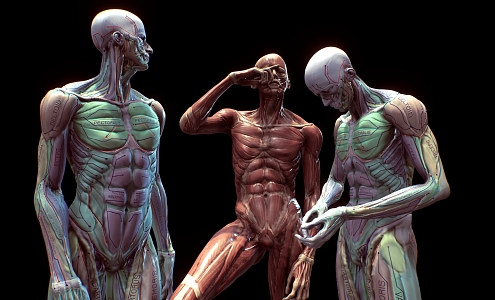 Anatomical Posture Man Anatomical Man Human Structure Bone 3d model