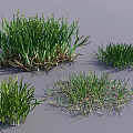 Various Green Grass Clumps Displaying Different Growth Forms And Natural Textures 3d model