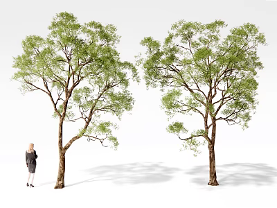Two Tall Arbor Trees With Dense Green Foliage And Person Beside For Size Reference 3d model