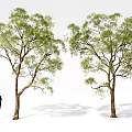 landscape tree poplar landscaping tree 3d model