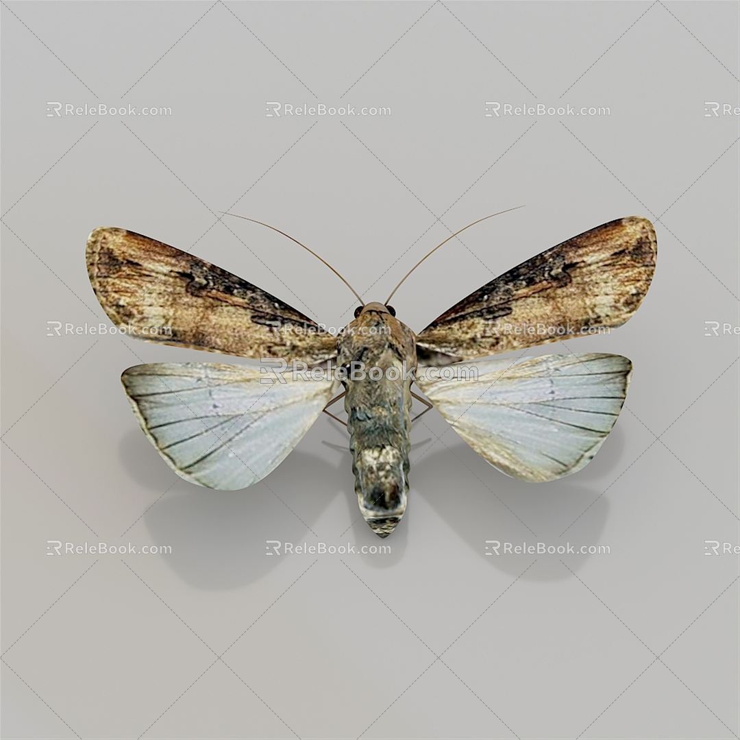 Modern cutworm 3d model