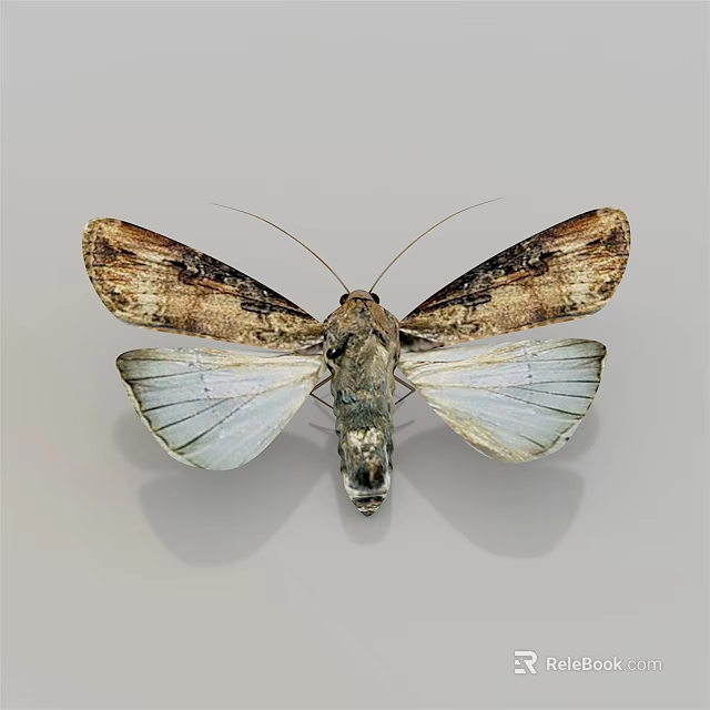 Brown and White Patterned Moth with Spread Wings on Gray Background 3d model 