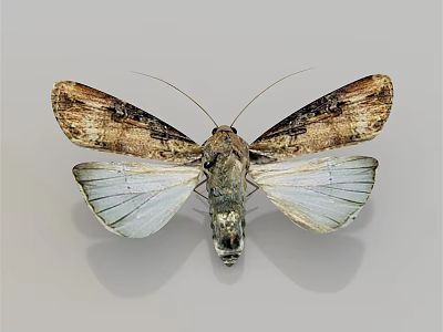 Brown and White Patterned Moth with Spread Wings on Gray Background 3d model