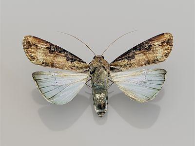 Modern cutworm model