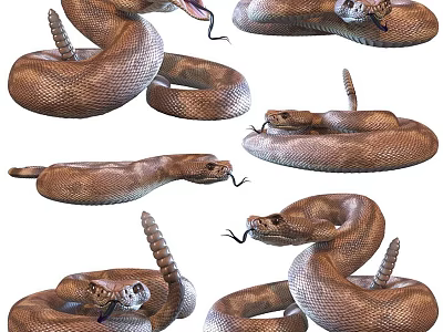 Reptiles Collection of Brown Snakes in Various Coiled and Striking Poses with Flicking Tongues 3d model