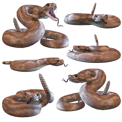 Reptiles Collection of Brown Snakes in Various Coiled and Striking Poses with Flicking Tongues 3d model