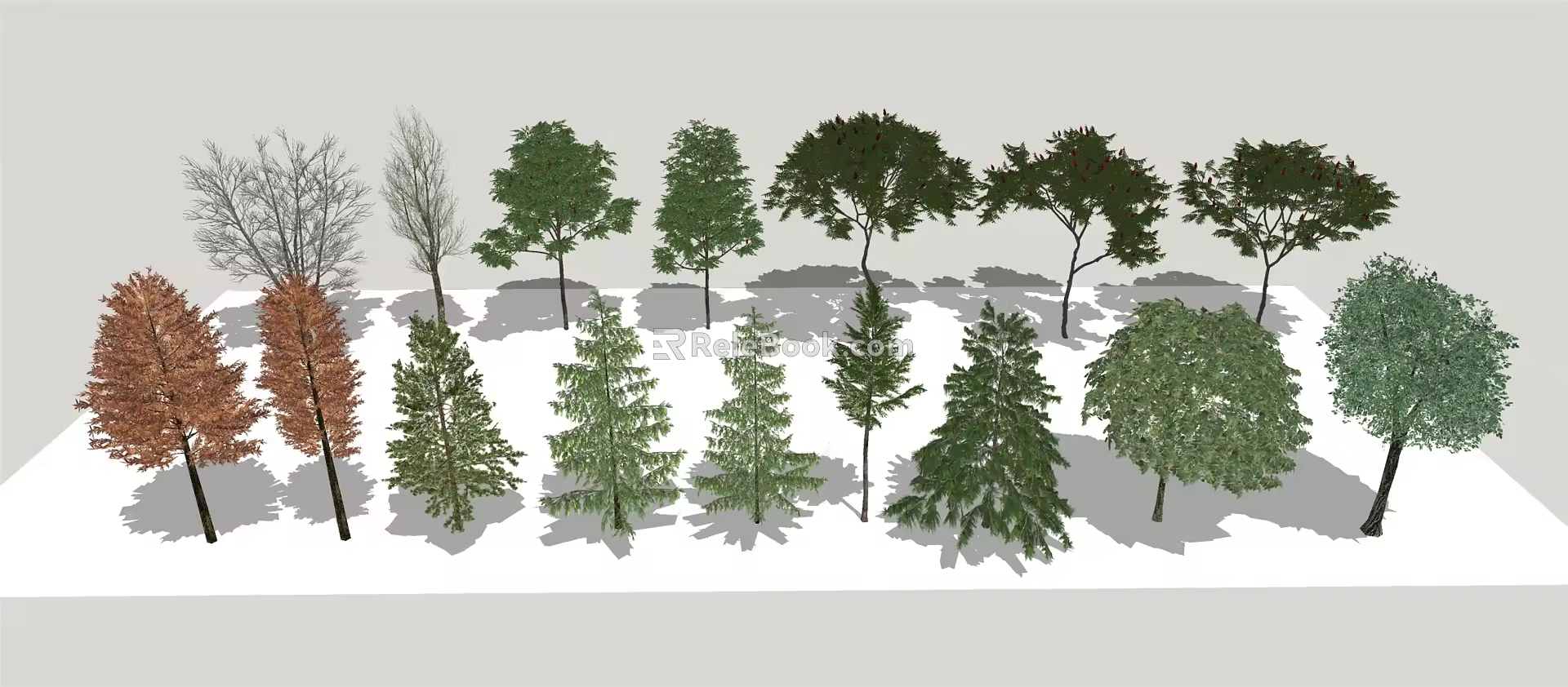 Modern Tree Landscape Tree Metasequoia 3d model