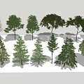 Modern Tree Landscape Tree Metasequoia 3d model