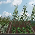 Growing Vegetable Garden With Climbing Beans Ripe Tomatoes Fresh Lettuce Herbs And Flowers