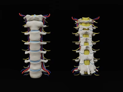 modern cervical vertebra nerve 3d model